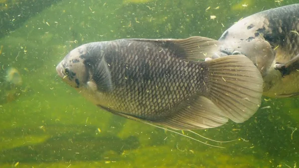 Jätte gourami fiskar simma i ett akvarium med smutsiga grumligt vatten — Stockfoto