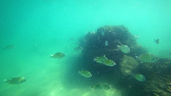 Vista en primera persona, un hombre nada bajo el agua mirando el mundo submarino y pequeños peces tropicales —  Fotos de Stock