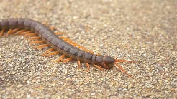 Presque. mille-pattes sur asphalte. mort grand mille-pattes noir orange dans la ville — Photo