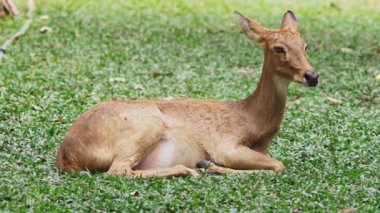 Karaca ot ormanda capreolus yiyor. Doğada vahşi karaca. yakın çekim