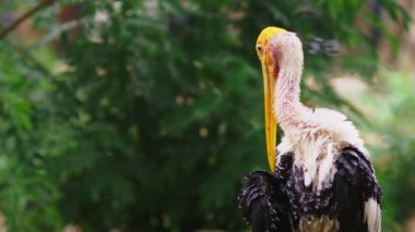 Yakın çekim. Sütlü leylek, Mycteria cinerea, ağırlıklı olarak Güneydoğu Asya bölgelerinde kıyı mangroves bulunan türler. leylek tüyler Gaga temizler