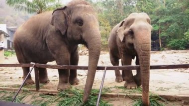 yakın çekim, hayvanat bahçesinde bir fil yeşil çim yeme