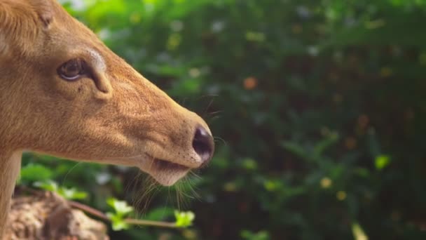 Roe eats grass in the forest, capreolus. Wild roe deer in nature. close-up — Stock Video