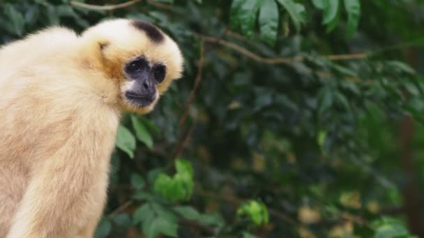 Close-up. female White-cheeked gibbon. Hylobates leucogenys. sits on a tree in the wild — Stock Video