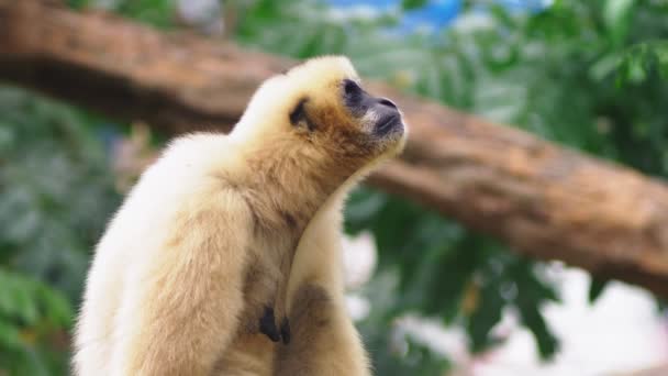 Primo piano. gibbone dalle guance bianche. Hylobates leucogenys. siede su un albero in natura — Video Stock