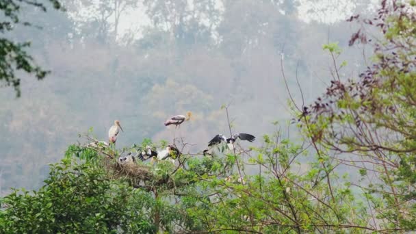 Cigognes laiteuses dans un nid sur un grand arbre — Video