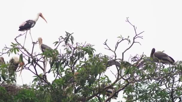 Milky storks in a nest on a tall tree — Stock Video