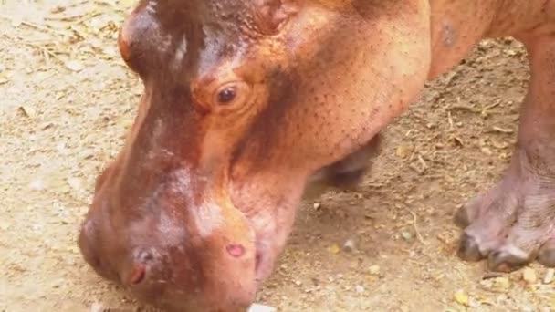 Gros plan. portrait d'un grand hippopotame — Video