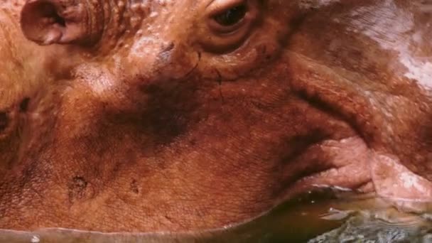 Gros plan. portrait d'un grand hippopotame — Video