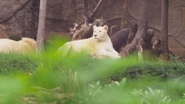 Pregnant female white lion.The white lions are a colour mutation of the Transvaal lion , Panthera leo krugeri, also known as the Southeast African or Kalahari lion. — Stock Video