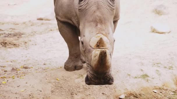 Close-up of the rhinoceros muzzle, which looks into the camera, small eyes and big ears. — Stock Video