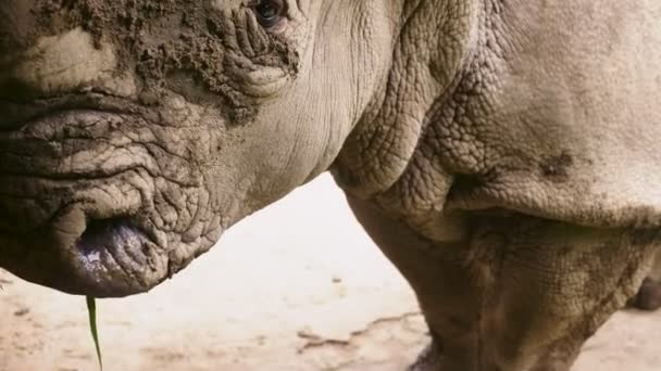 Γκρο πλαν του ρύγχους ρινόκερος, που φαίνεται στην κάμερα, μικρά μάτια και μεγάλα αυτιά. — Αρχείο Βίντεο