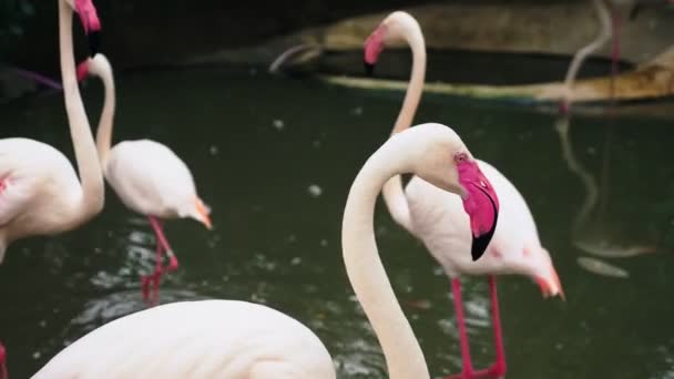 Rosafarbene Flamingo-Nahaufnahme auf einem Teich. verschwommener Hintergrund — Stockvideo