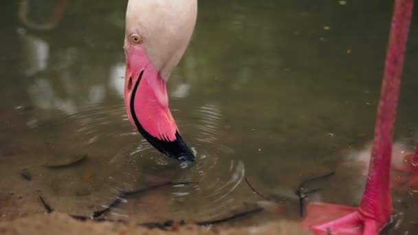 Flamingo rosa close-up na lagoa. fundo desfocado — Vídeo de Stock