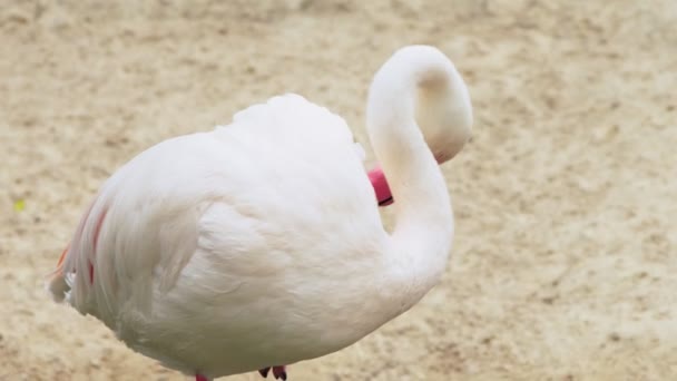 Pink flamingo zbliżenie na staw. niewyraźne tło — Wideo stockowe