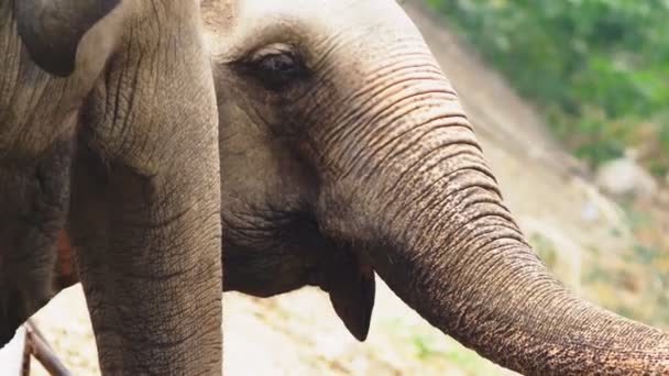 gros plan, un éléphant au zoo mange de l'herbe verte 