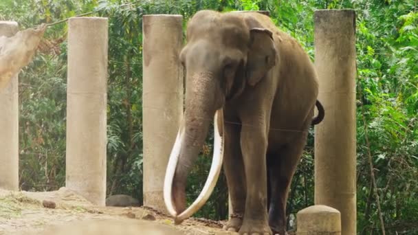 Primer plano, un elefante en el zoológico está comiendo hierba verde — Vídeos de Stock