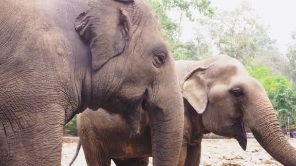 Primer plano, un elefante en el zoológico está comiendo hierba verde — Vídeo de stock