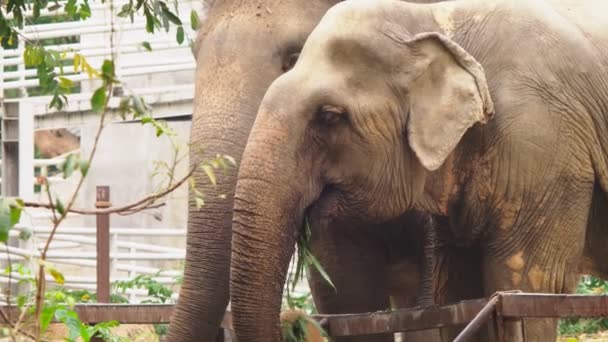 gros plan, un éléphant au zoo mange de l'herbe verte 