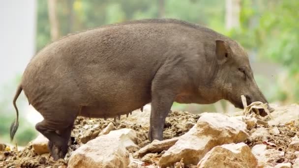 Nahaufnahme. das schwarze Wildschwein auf der Suche nach etwas Essbarem verstopft den Boden. — Stockvideo