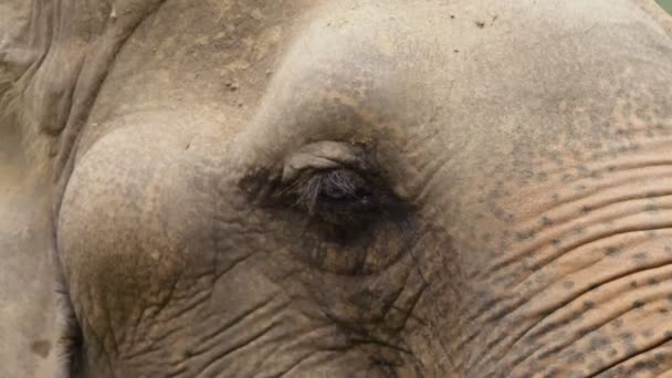 Yakın çekim, hayvanat bahçesinde bir fil yeşil çim yeme — Stok video