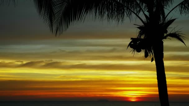 Silhouet van een palmboom van kokosnoot tegen de achtergrond van een prachtige zonsondergang op een tropisch strand. — Stockvideo