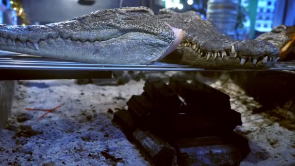 The concept of Asian cuisine. heads of little alligators, on the brazier — Stock Video