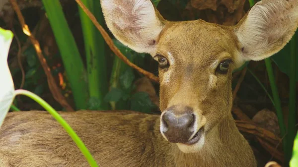 Roe come hierba en el bosque, capreolus. Ciervo salvaje en la naturaleza. primer plano — Foto de Stock