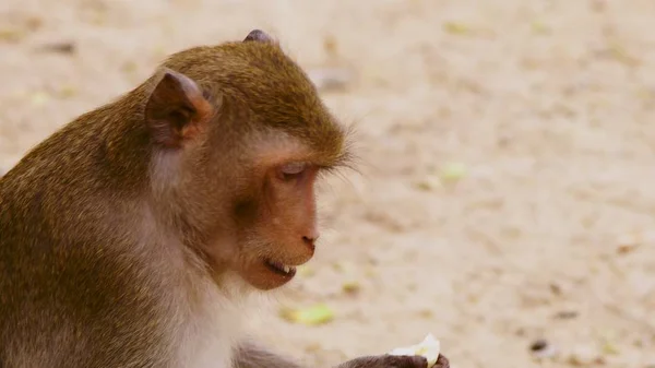 Gros plan. petit singe mangeant des épis de maïs. concept de zoo — Photo