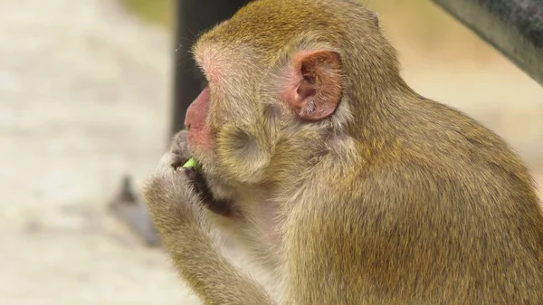 Gros plan. petit singe manger épi de maïs, espace de copie — Photo