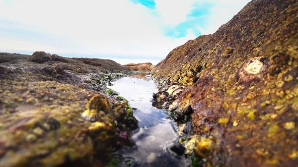 Riflusso del mare, spiaggia rocciosa dopo bassa marea contro un cielo blu e nuvole. paesaggio marino — Foto Stock