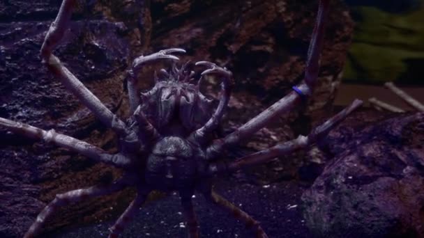 Mundo subaquático, lagosta gigante no fundo no escuro . — Vídeo de Stock