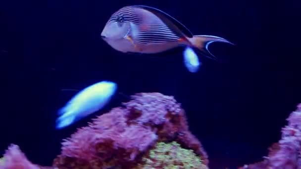 Onderwater Wereld Een Heleboel Vissen Koraal Rif Fang Blenny — Stockvideo