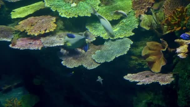 Monde sous-marin, de nombreux récifs coralliens de poissons multicolores — Video