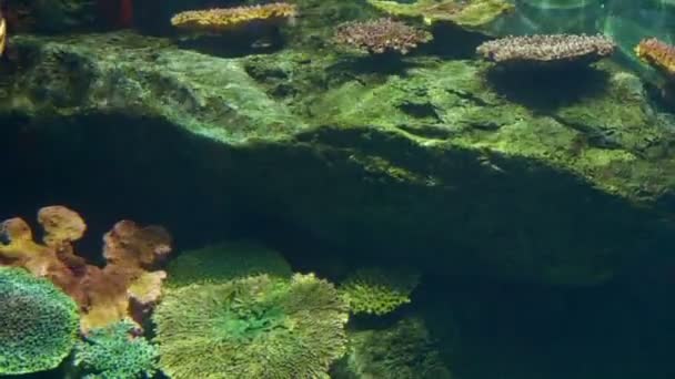 Mundo submarino, muchos arrecifes de coral de peces multicolores — Vídeo de stock