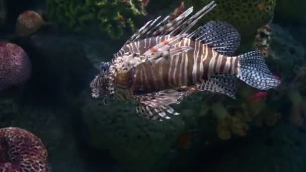 Underwater world, many colorful fish, coral reefs. Lionfish — Stock Video