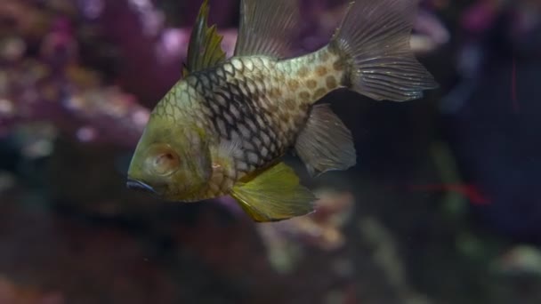 Underwater world, many multi-colored fish coral reefs — Stock Video