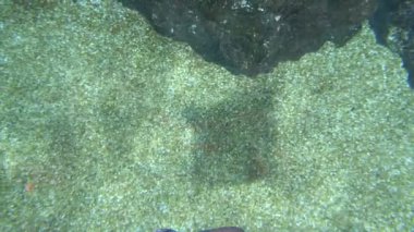 sualtı dünyasını, köpekbalıkları yüzme sualtı, yakın çekim. yukarıdan görüntülemek.