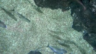 sualtı dünyasını, köpekbalıkları yüzme sualtı, yakın çekim. yukarıdan görüntülemek.