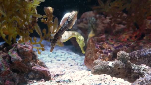Monde sous-marin, de nombreux récifs coralliens de poissons multicolores. Hippocampes — Video