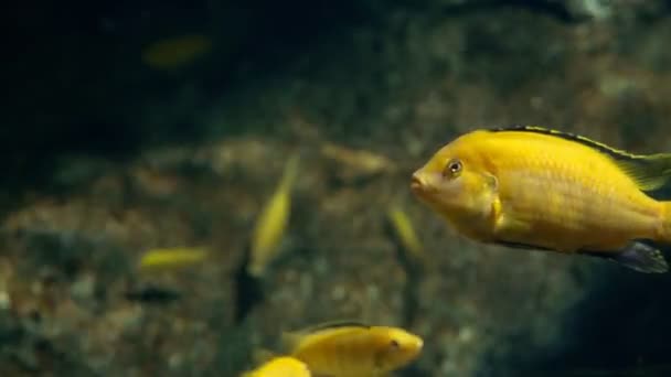 Monde sous-marin, de nombreux récifs coralliens de poissons multicolores — Video