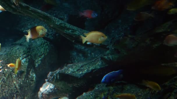 Подводный мир, много разноцветных рыб коралловых рифов — стоковое видео