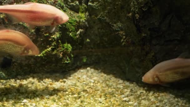 Mundo submarino, muchos arrecifes de coral de peces multicolores — Vídeo de stock