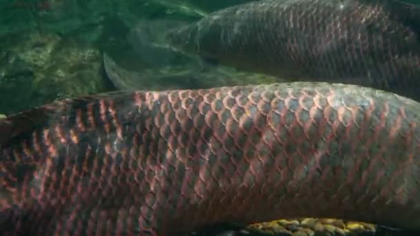 Mundo submarino, peces gigantes nadan bajo el agua, pendiente, lucio, arapaima — Vídeo de stock