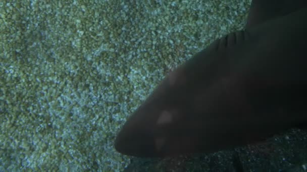 Mondo sottomarino, squali che nuotano sott'acqua, primo piano. vista dall'alto . — Video Stock