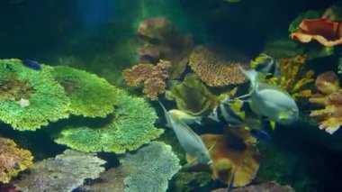 sualtı dünyası, pek çok çok renkli balık mercan resifleri.