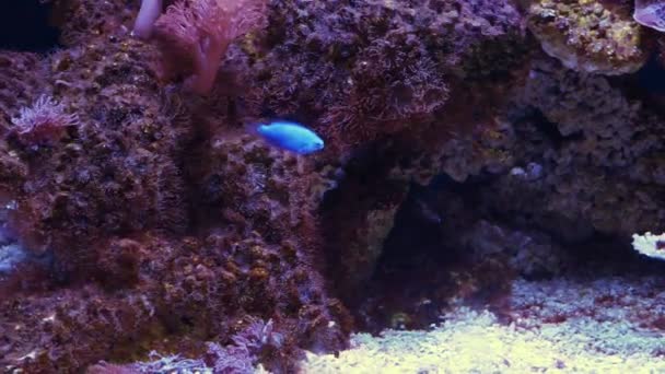 水中の世界 多くのマルチ色の魚のサンゴ礁 — ストック動画