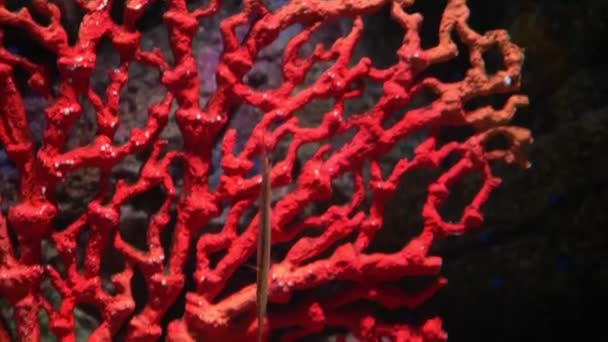 水中の世界、多くのマルチ色の魚のサンゴ礁魚針 — ストック動画
