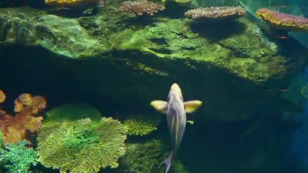 Underwater world, many multi-colored fish coral reefs — Stock Video