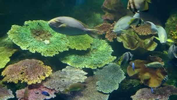 Onderwater wereld, vele multi gekleurde vissen koraal riffen — Stockvideo